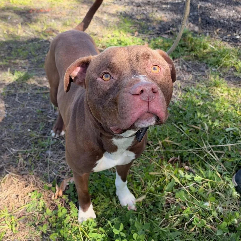 A young medium-sized male Brown / Chocolate Pit Bull Terrier dog named Arthur for adoption in Jersey City, NJ