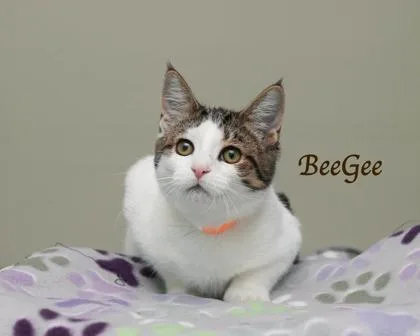 A baby small-sized female Domestic Short Hair cat named Beegee for adoption in Parma, OH