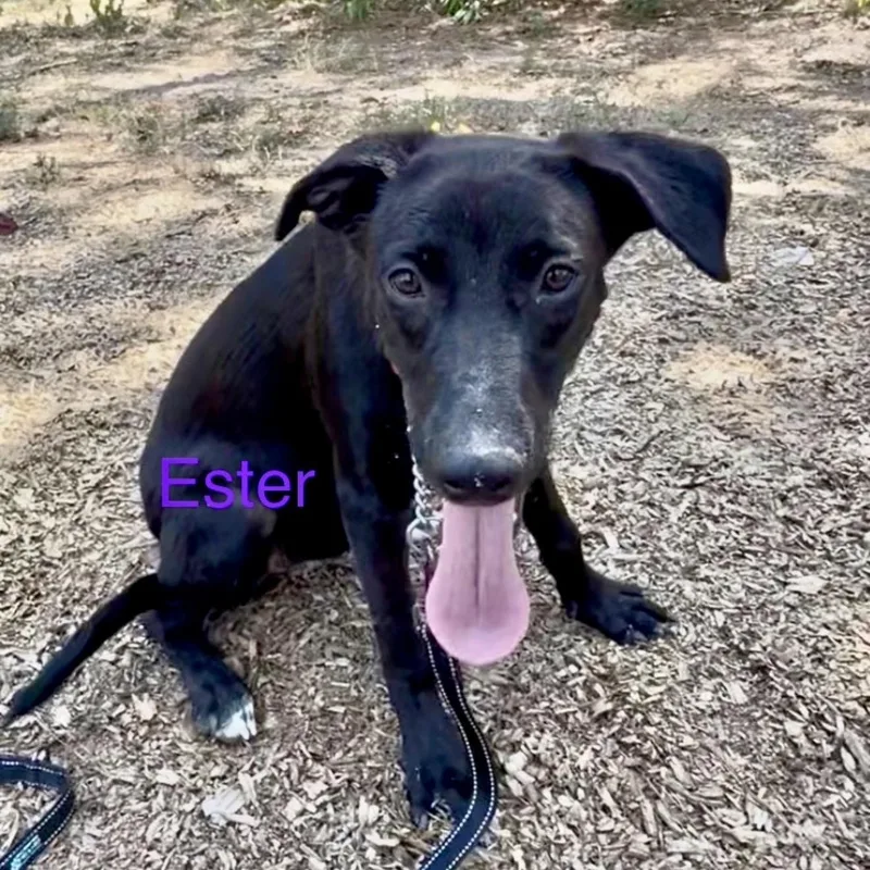 A young medium-sized female German Shepherd Dog dog named Ester for adoption in Queen City, TX