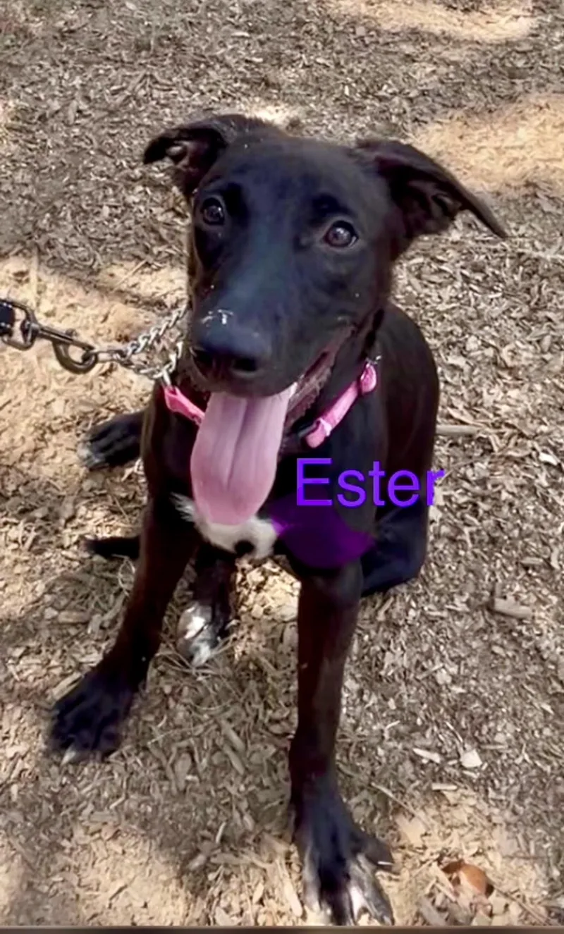 Ester thumbnail 2