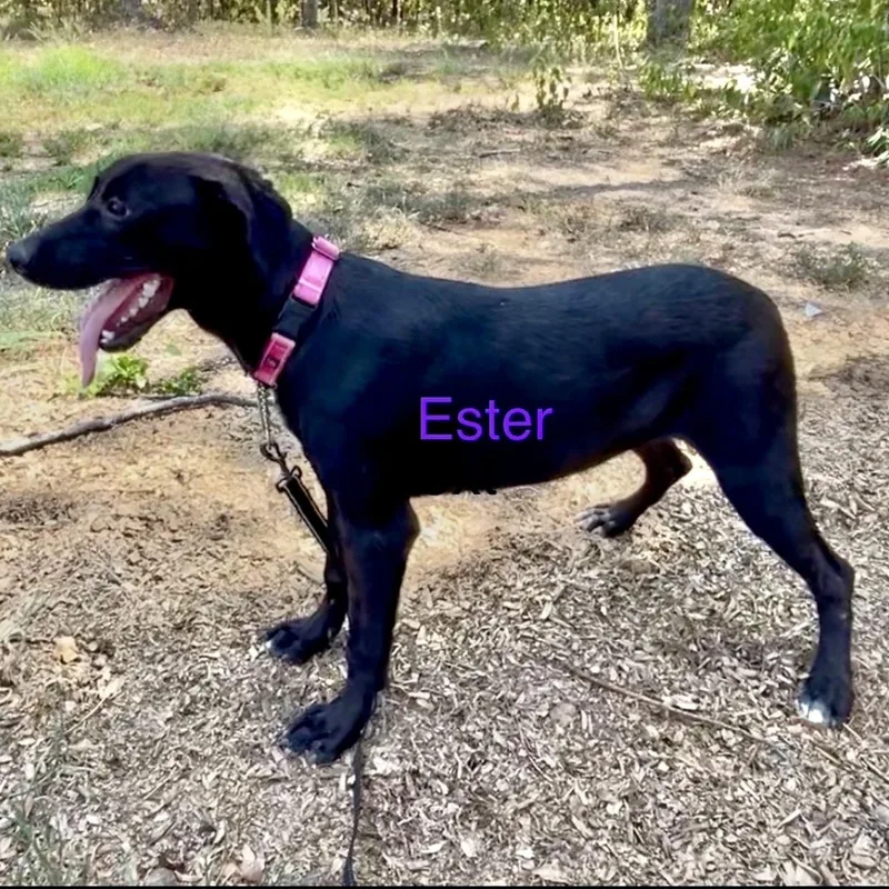 Ester thumbnail 3
