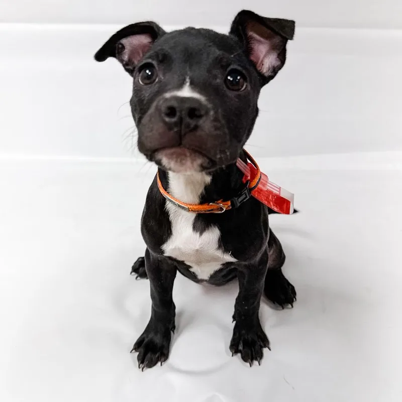 A baby medium-sized female Black Mixed Breed dog named Raven for adoption in Parker, CO