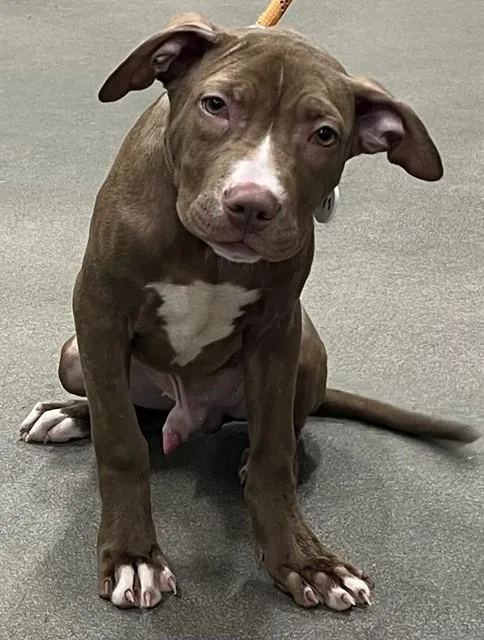 A baby small-sized male Pit Bull Terrier dog named Viggo for adoption in Upper Marlboro, MD