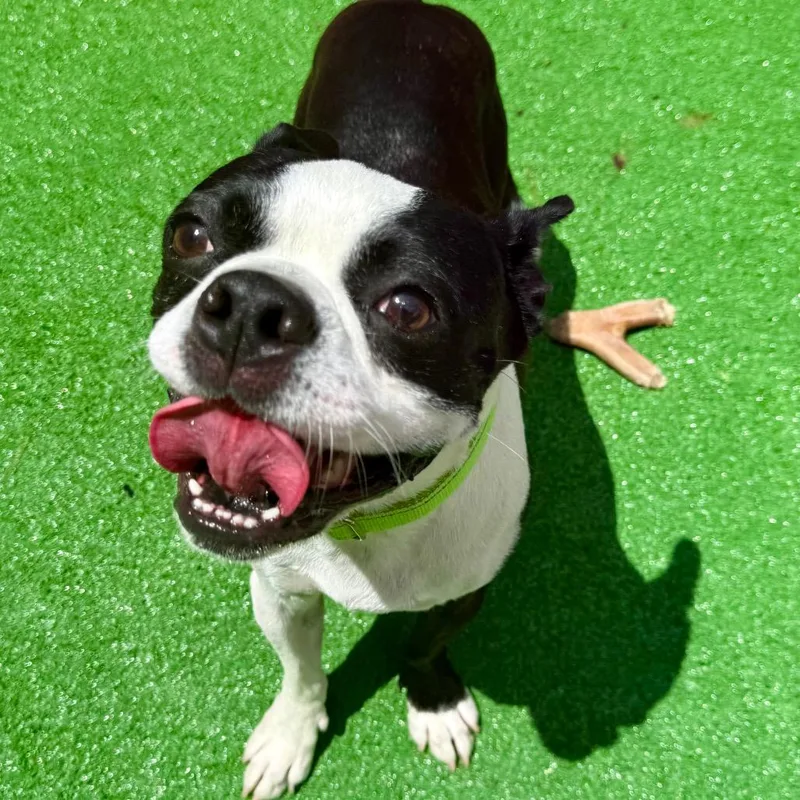 An adult medium-sized male Black Boston Terrier dog named Spike for adoption in Oxford, ME