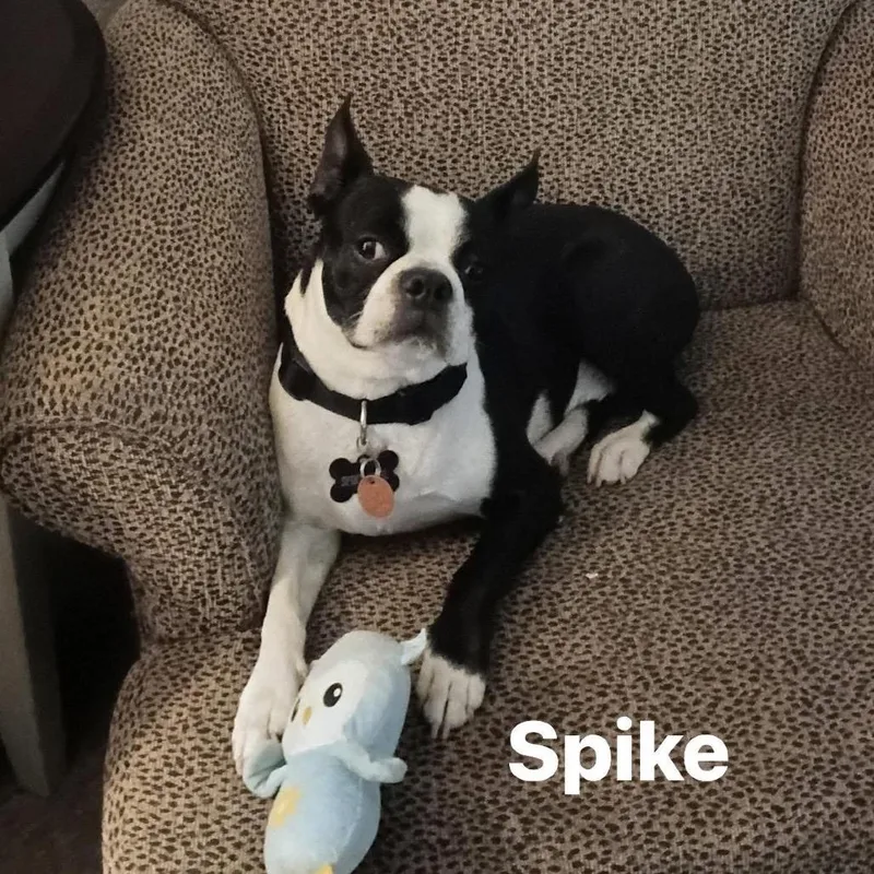 Spike thumbnail 3