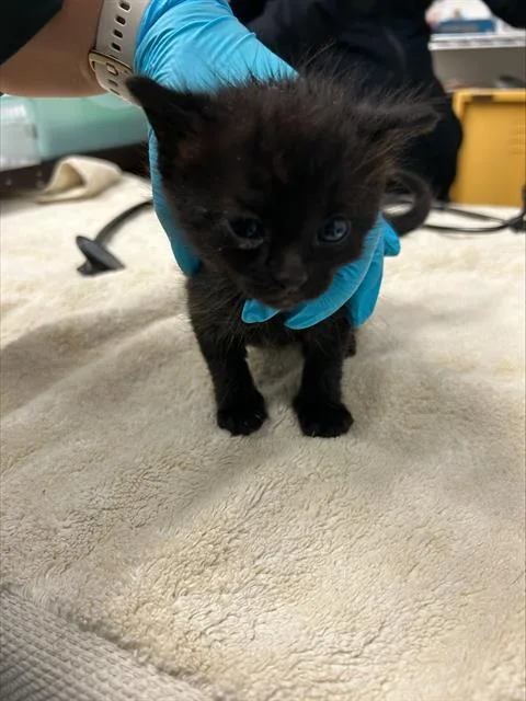 A baby small-sized female Domestic Short Hair cat named Snickers for adoption in Alameda, CA