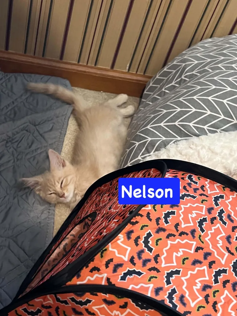 A baby medium-sized male Domestic Medium Hair cat named Nelson for adoption in Yardley, PA