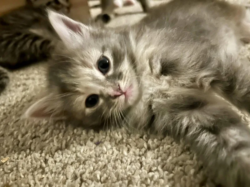 Fluffy