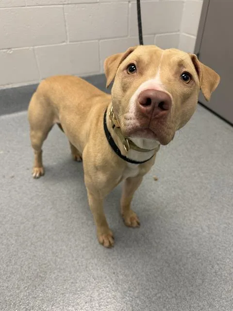 A young medium-sized female Pit Bull Terrier dog named Roxy for adoption in Indianapolis, IN