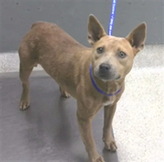 A young small-sized female American Staffordshire Terrier dog named Demi for adoption in Tallahassee, FL