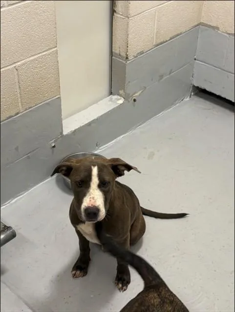 A baby small-sized female Pit Bull Terrier dog named Doppler for adoption in Augusta, GA