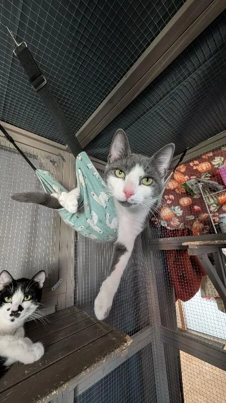 An adult medium-sized female Gray / Blue / Silver Domestic Short Hair cat named Ash for adoption in Grand Rapids, MI