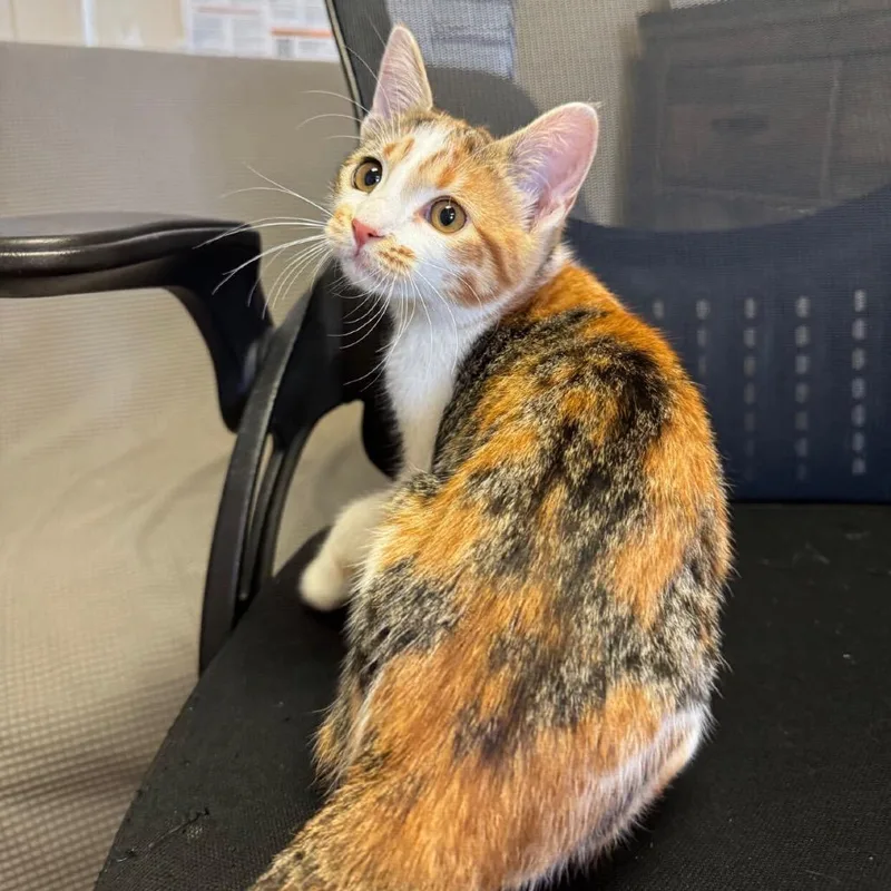 A baby small-sized female Orange / Red Domestic Short Hair cat named Spatula for adoption in Buffalo, MN
