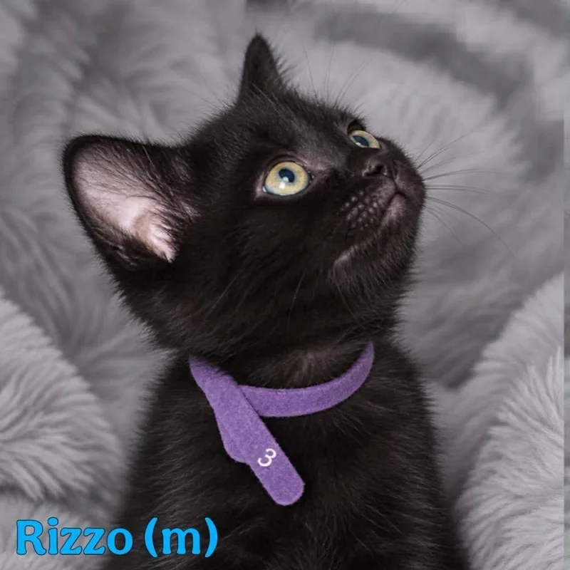 A baby small-sized male Black Domestic Medium Hair cat named Rizzo for adoption in Fremont, NE