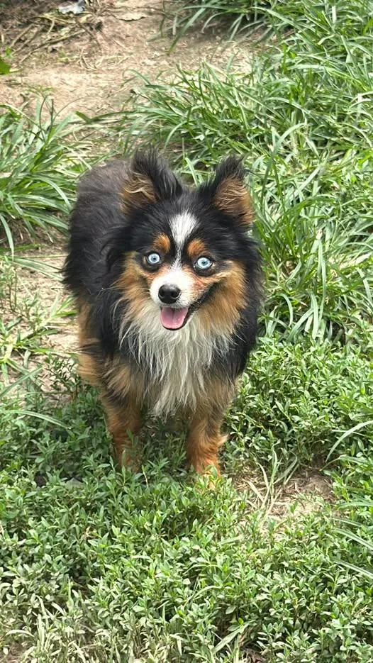 An adult small-sized male Tricolor (Brown, Black, & White) Australian Shepherd dog named Spook for adoption in Blue Springs, MO