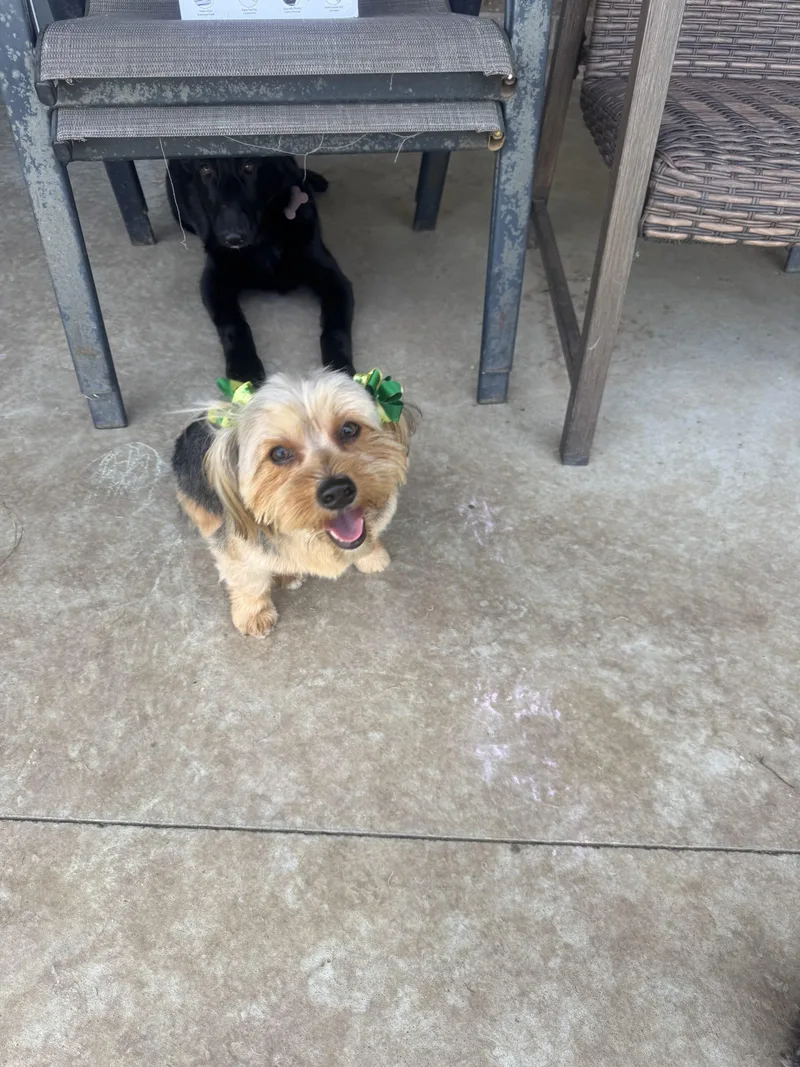 A baby small-sized female Brown / Chocolate Yorkshire Terrier dog named Molly for adoption in Edmond, OK