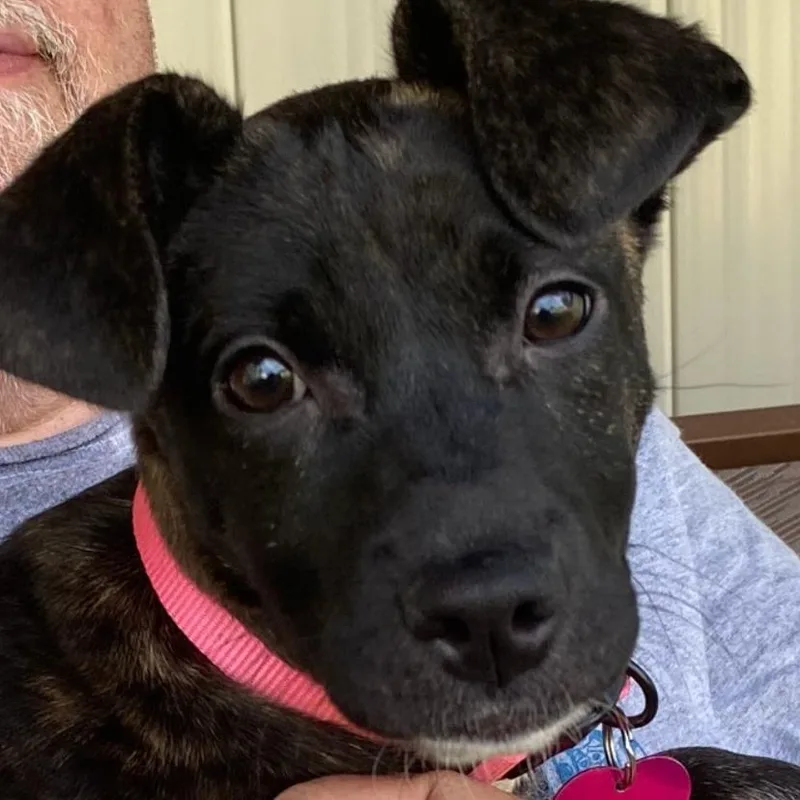 A baby small-sized female Brown / Chocolate Labrador Retriever dog named Tulip for adoption in Springfield, MA