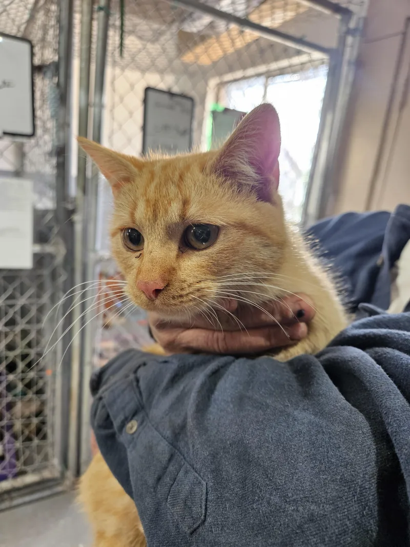 A young small-sized female Domestic Short Hair cat named Mango for adoption in Nucla, CO