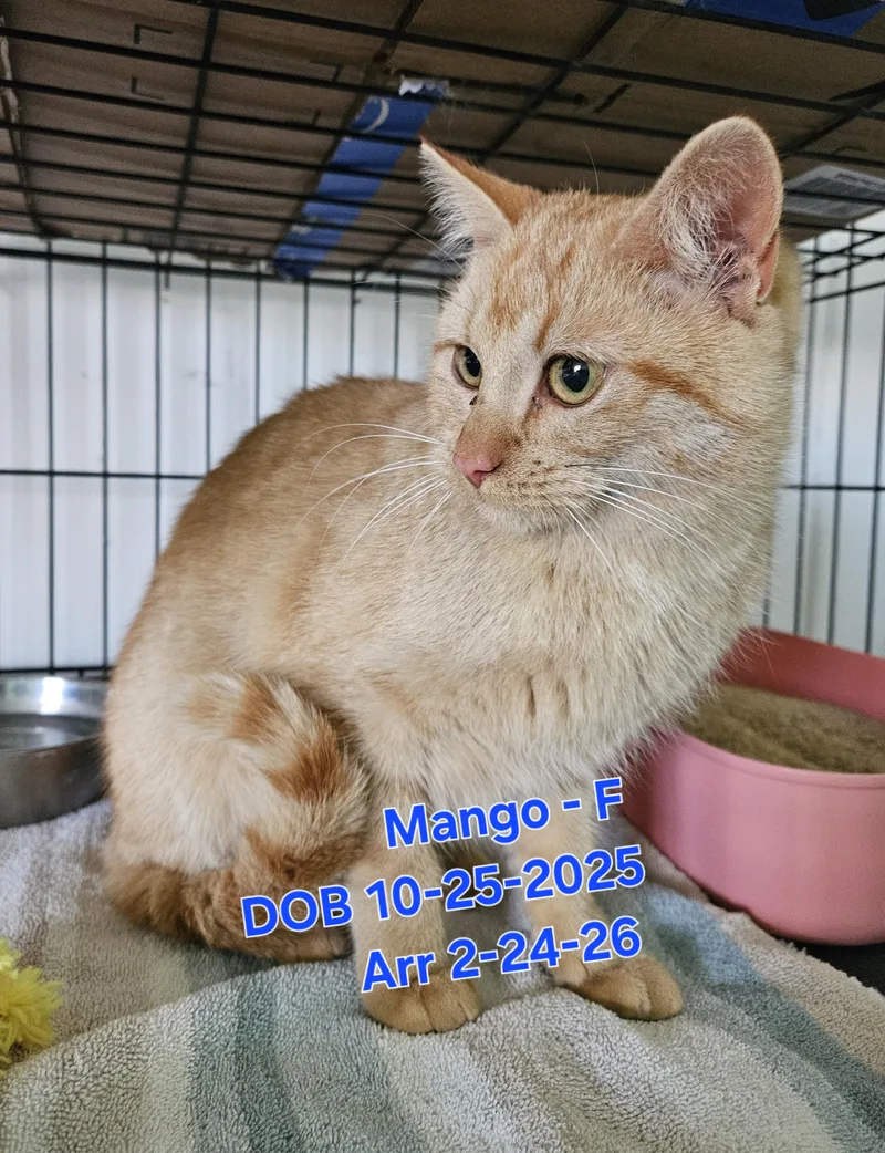 Mango thumbnail 2