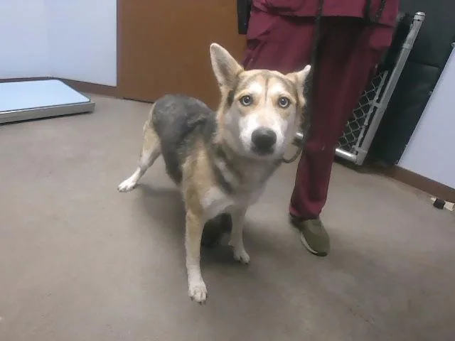 A young large-sized female Siberian Husky dog named Kiwi for adoption in Phoenix, AZ