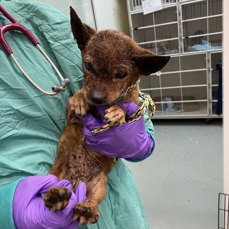 An adult small-sized female Red / Chestnut / Orange Chihuahua dog named WAGSStray for adoption in Westminster, CA