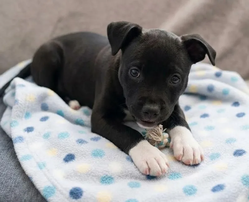A baby medium-sized female Labrador Retriever dog named Journey for adoption in Crown Point, IN