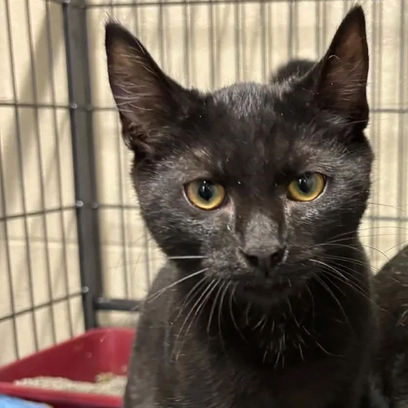 A baby medium-sized male Black Domestic Short Hair cat named Atlas for adoption in Toms Brook, VA
