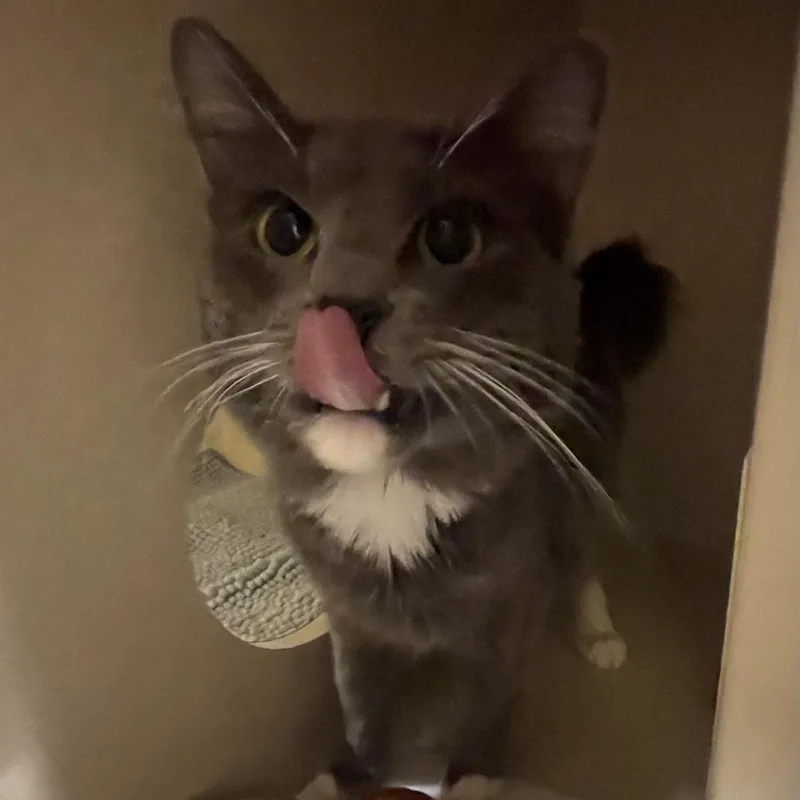 A young large-sized male Gray / Blue / Silver Domestic Long Hair cat named Liam for adoption in St. Helena, CA