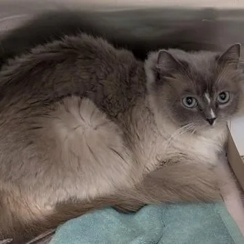 An adult medium-sized female Ragdoll cat named Linda for adoption in Philadelphia, PA