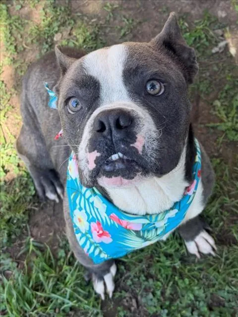 A young medium-sized male American Bulldog dog named Mr.dozer for adoption in Tulsa, OK