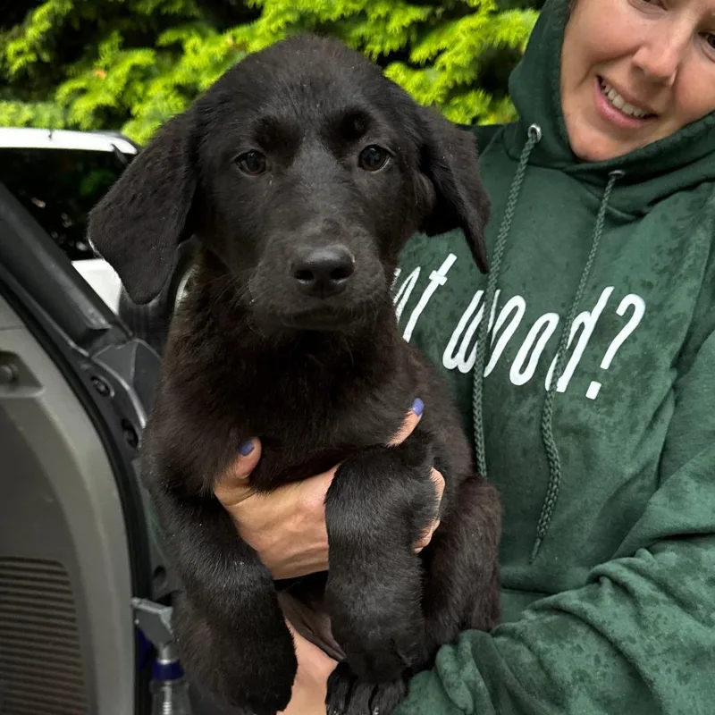 A baby large-sized female Black Collie dog named Ny Koala Avail May for adoption in Eastford, CT