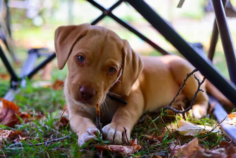 A young medium-sized male Chesapeake Bay Retriever dog named Crowley for adoption in Duluth, MN
