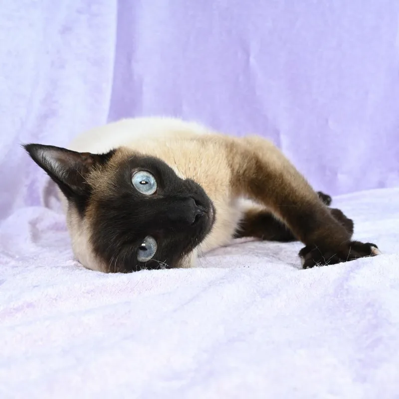 Cinderelli thumbnail 2