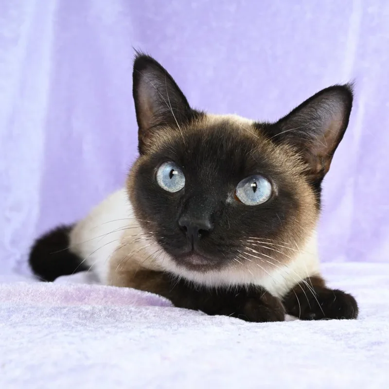 Cinderelli thumbnail 3