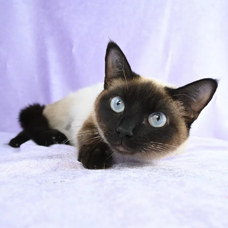 Cinderelli thumbnail 4