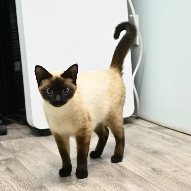 Cinderelli thumbnail 5