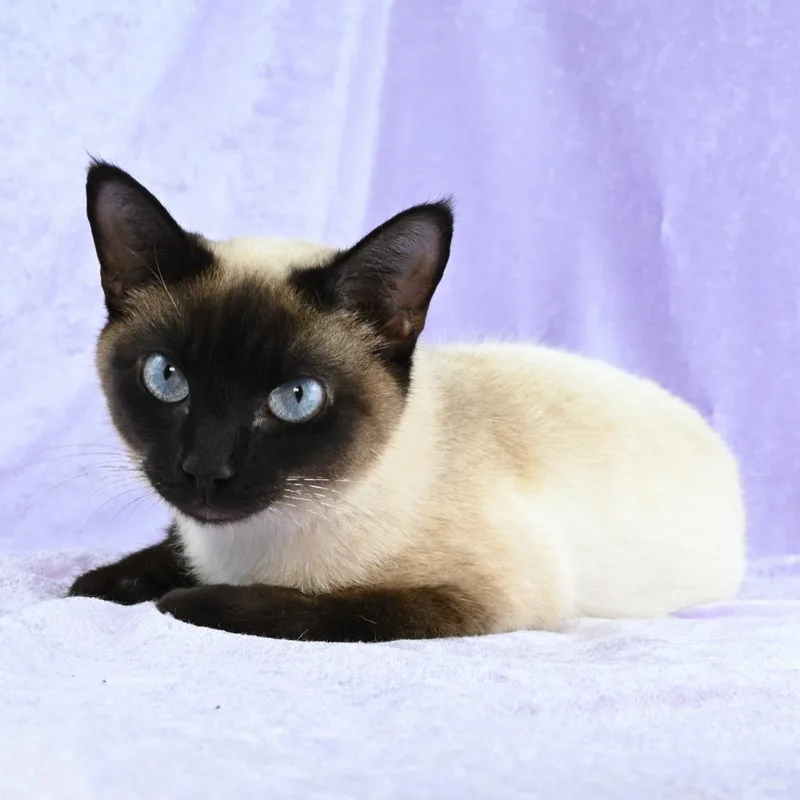 Cinderelli thumbnail 6