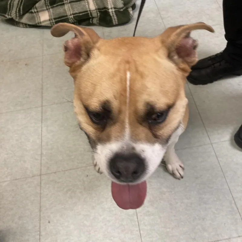 An adult medium-sized male Yellow / Tan / Blond / Fawn Mixed Breed dog named Grit Grit for adoption in Philadelphia, PA