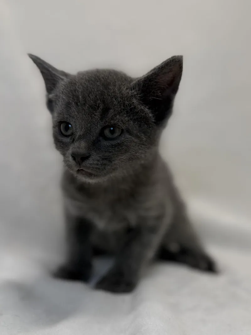 A baby medium-sized male Gray / Blue / Silver Domestic Short Hair cat named Connell for adoption in Greensboro, NC