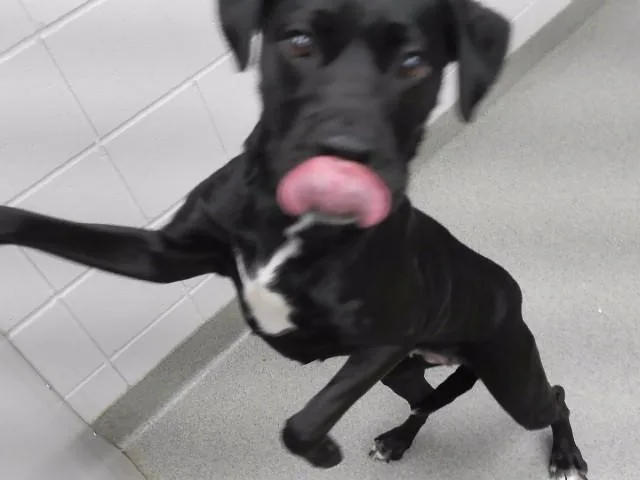 An adult medium-sized female Labrador Retriever dog named Gerty for adoption in Omaha, NE