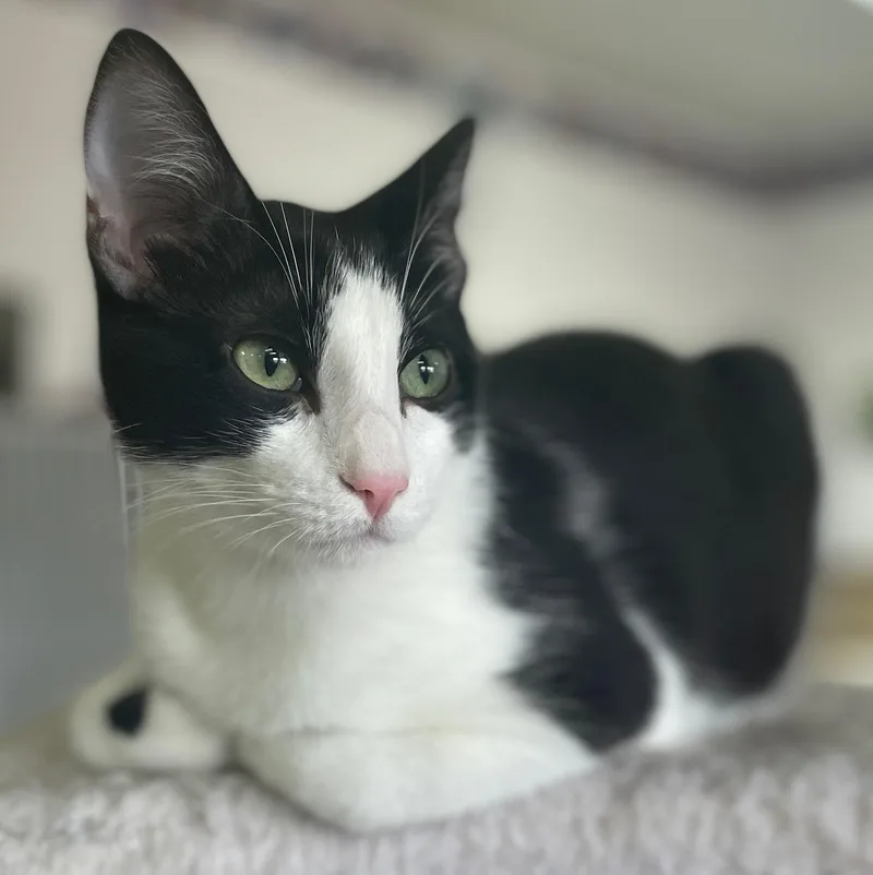 A baby medium-sized female Black & White / Tuxedo Domestic Short Hair cat named Lovey for adoption in Neillsville, WI