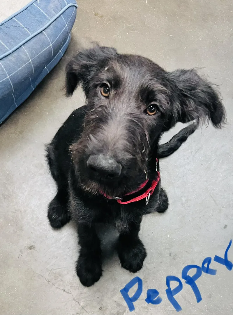 Pepper