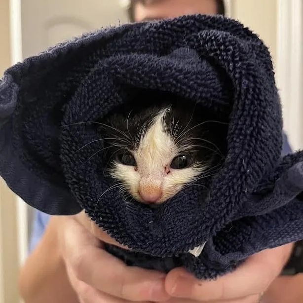 A baby small-sized male Black Domestic Short Hair cat named Quarter for adoption in Auburn, AL