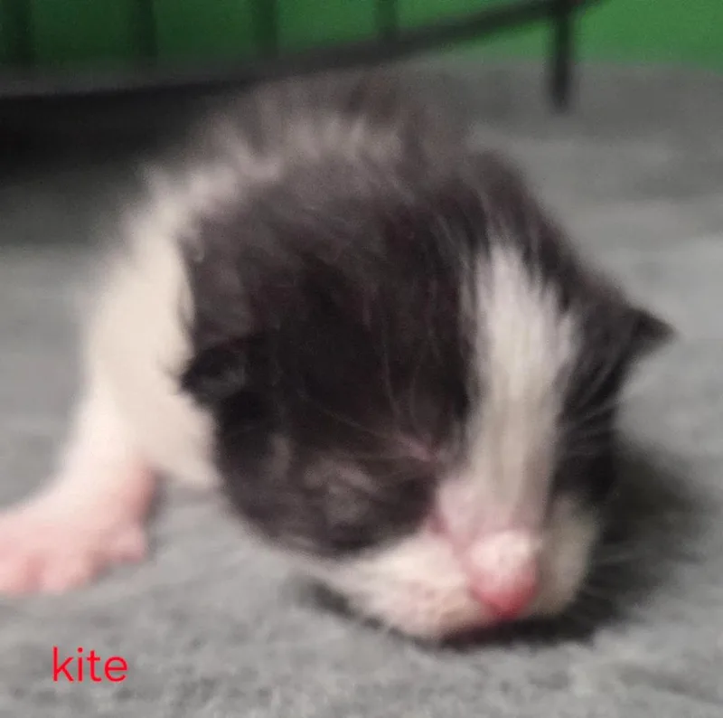 Kite thumbnail 3