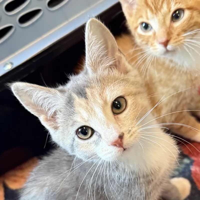 A baby small-sized female Buff / Tan / Fawn Domestic Short Hair cat named Nina for adoption in Richmond, VA