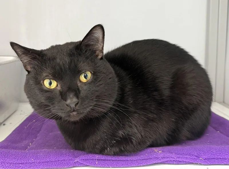 A young medium-sized male Black Domestic Short Hair cat named Binxy for adoption in Alexandria, VA