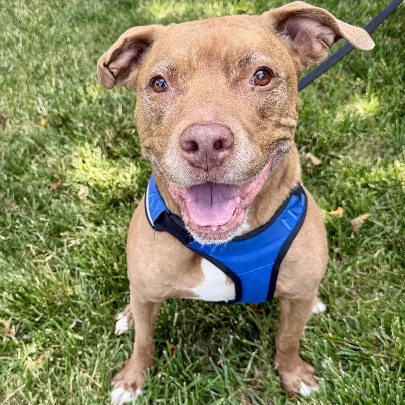 A senior large-sized female Red / Chestnut / Orange Terrier dog named Roxy for adoption in Middleburg Heights , OH