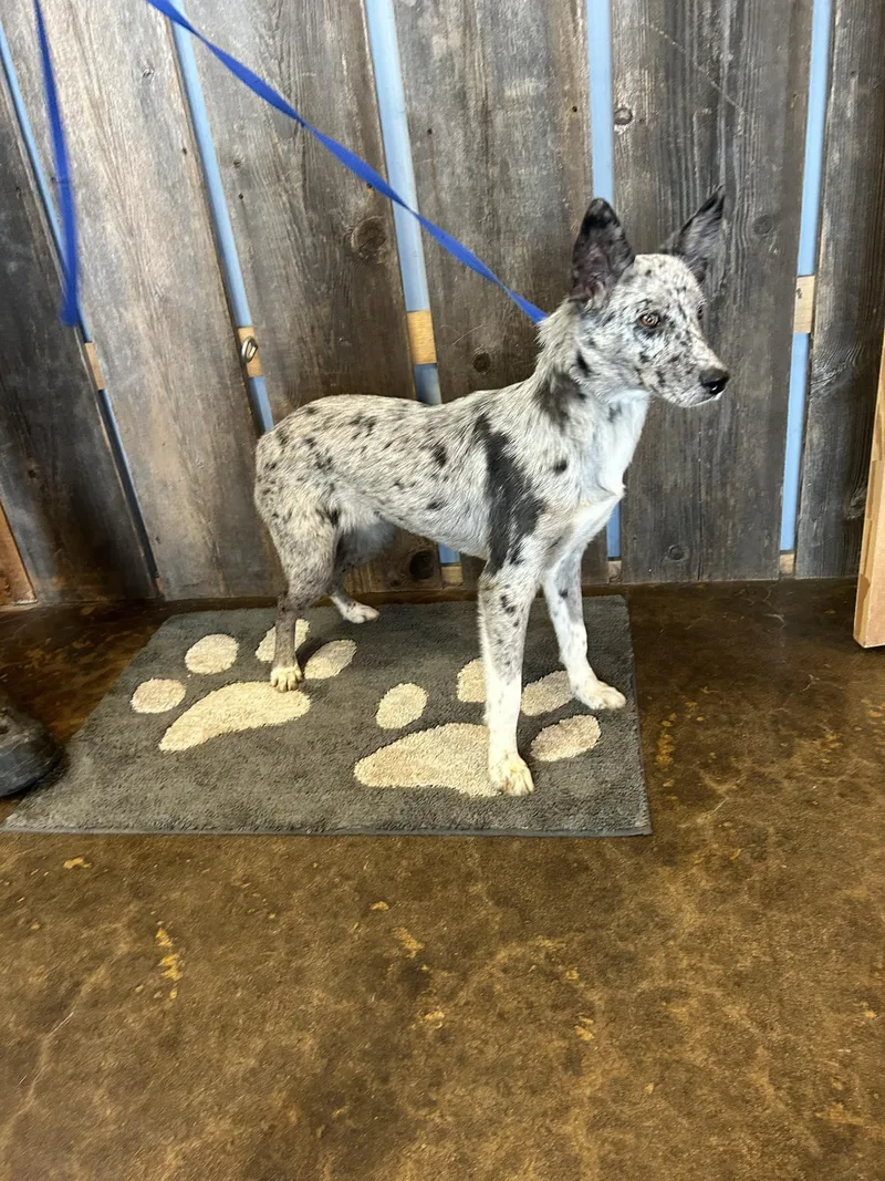 Luky   $ thumbnail 2