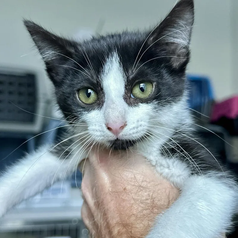 A baby small-sized female Black Domestic Short Hair cat named Reba for adoption in Matteson, IL