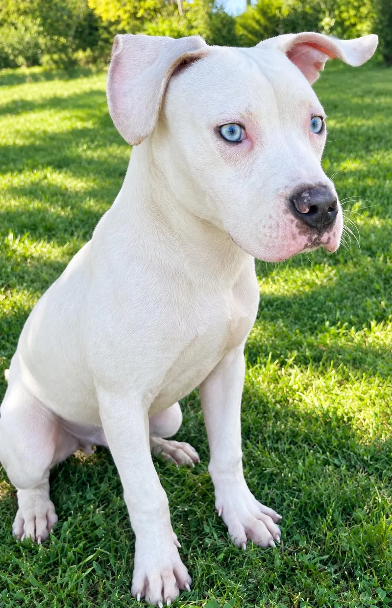 A young medium-sized male White / Cream Pit Bull Terrier dog named Moon for adoption in Lacon, IL